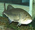 Largemouth bass