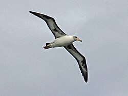 At Kilauea Point on Kauai, Hawaii