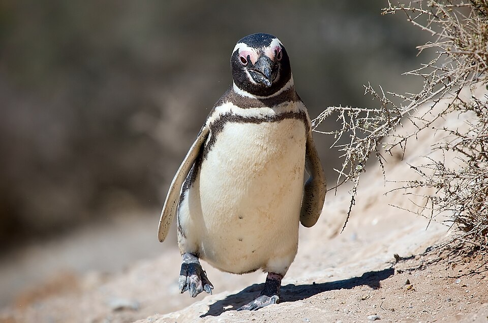 Fayl:Magellanic penguin, Valdes Peninsula, e.jpg