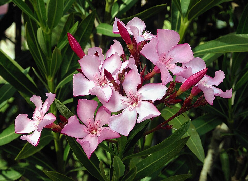 Fayl:Nerium oleander flowers leaves.jpg
