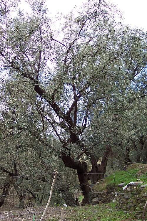 Fayl:Olivosdealcoleadealmeria.JPG