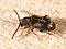 Aderidae