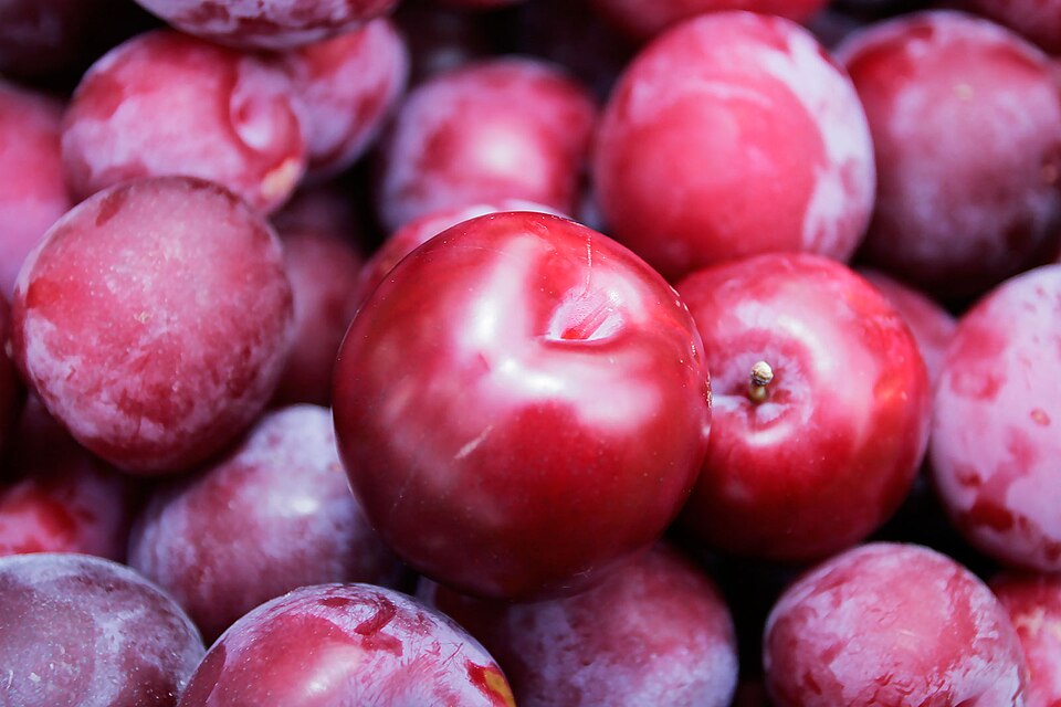 Fayl:Shiny plum.jpg