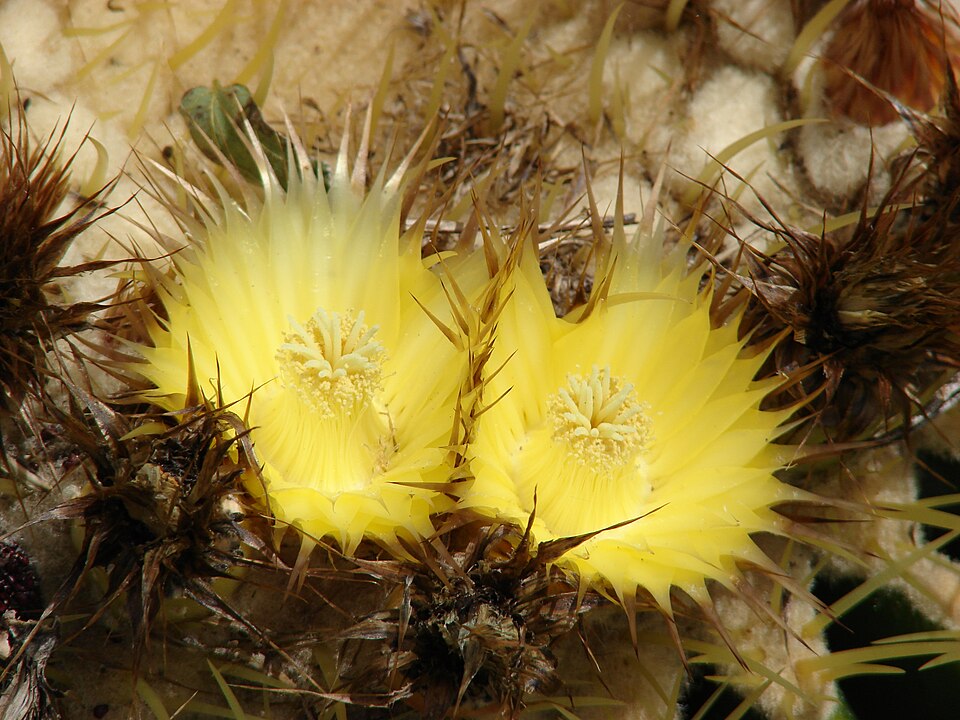Fayl:Starr 070320-5806 Echinocactus grusonii.jpg