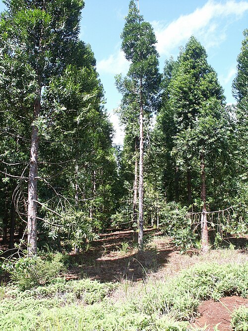 Fayl:Agathis lanceolata.jpg