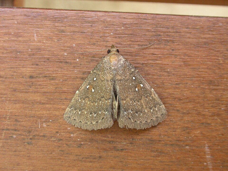 Fayl:Auchmophanes platysara.jpg
