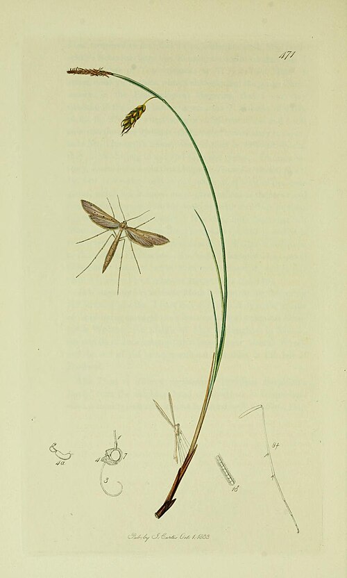 Fayl:Britishentomologyvolume6Plate471.jpg