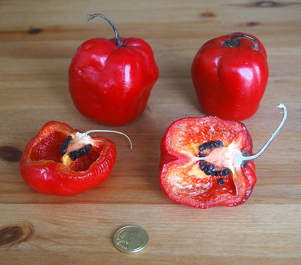 Fayl:Capsicum pubescens (Rocoto).JPG