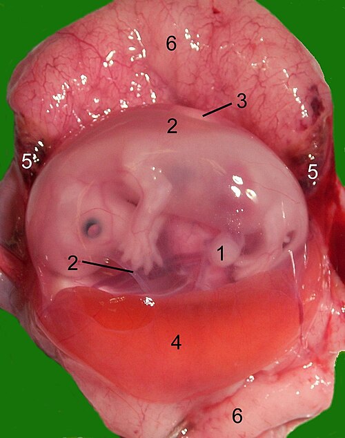 Fayl:Catfetus1.jpg