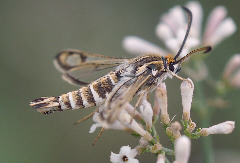 Fayl:Chamaesphecia bibioniformis-male hovering.jpg
