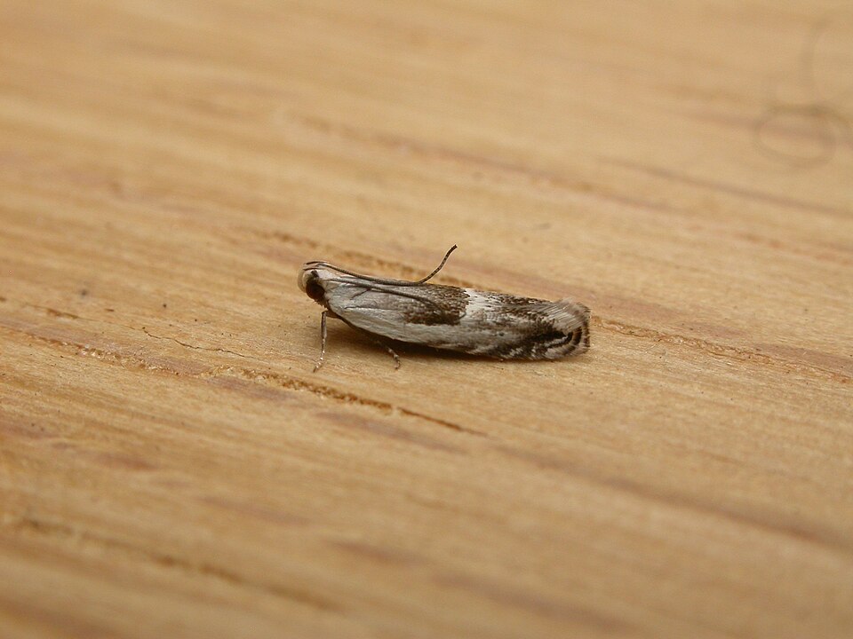 Fayl:Epibrontis hemichlaena (2989469617).jpg