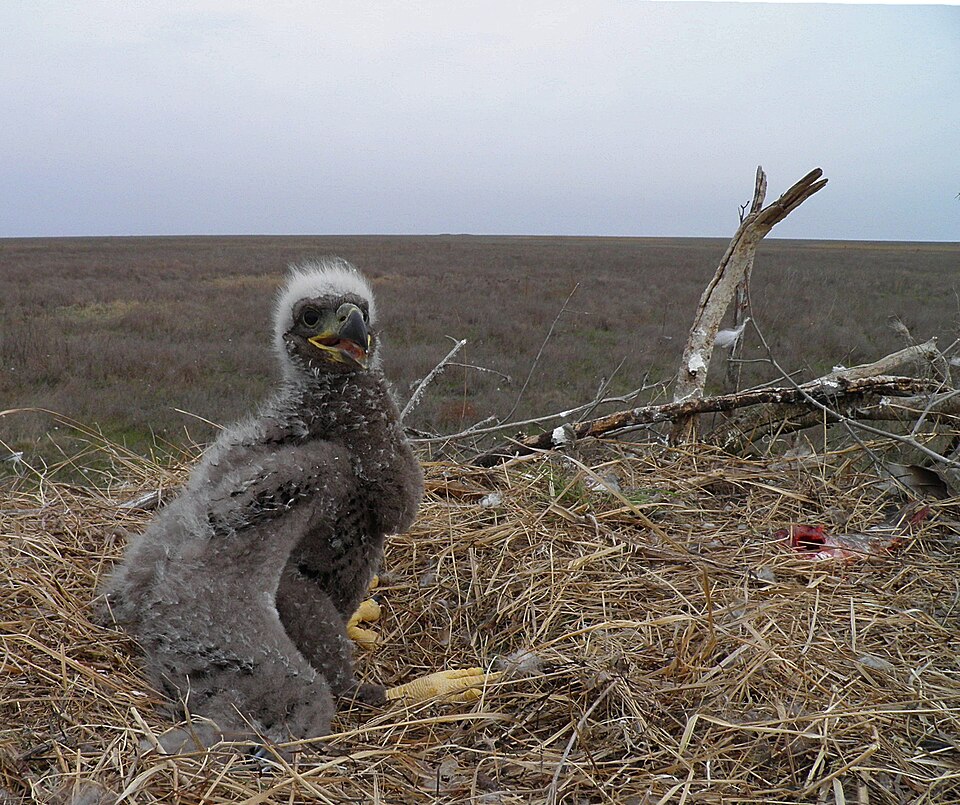 Fayl:Haliaeetus-albicilla.jpg