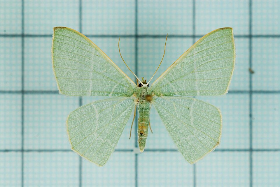 Fayl:Orothalassodes falsaria.jpg