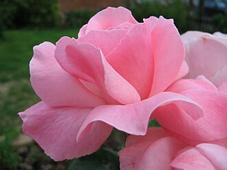 Koʻpgina Yevropa tillarida pushti gul atirgul yoki rosa deb ataladi.
