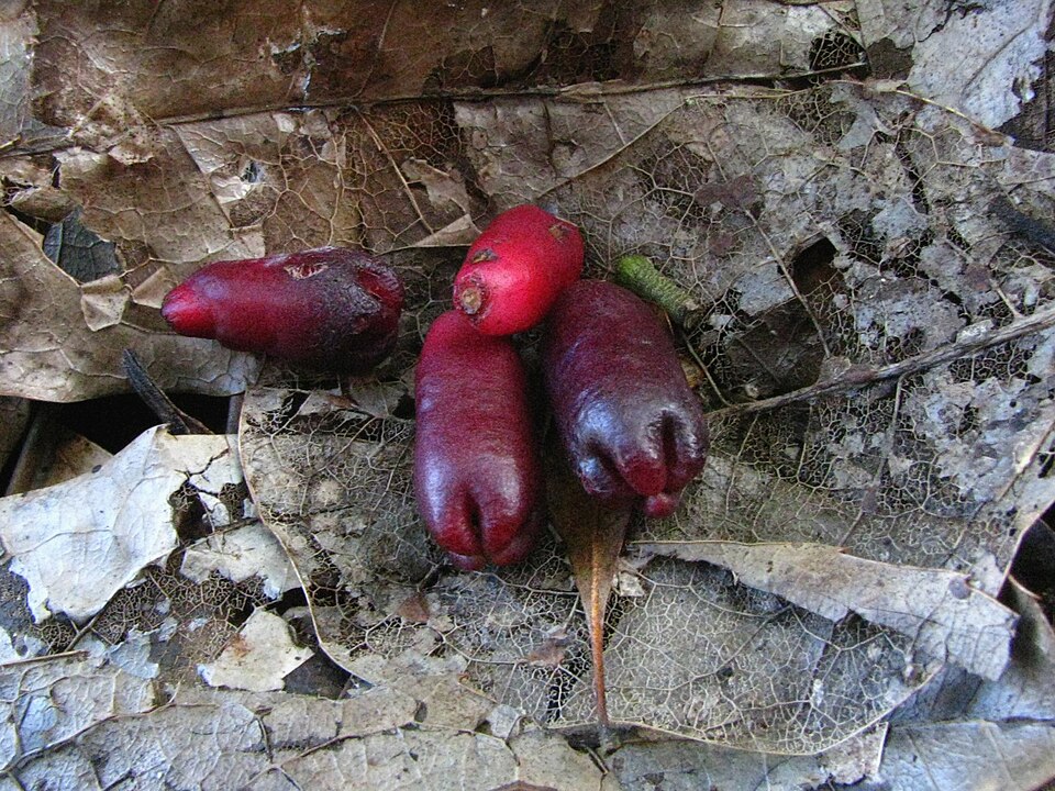 Fayl:Syzygium aromaticum (5288802743).jpg