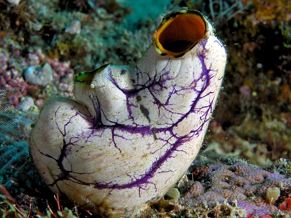 Fayl:Tunicate komodo.jpg