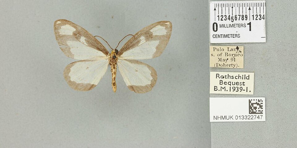 Fayl:Abraxas subhyalinata Röber, 1891 1836107392.jpg
