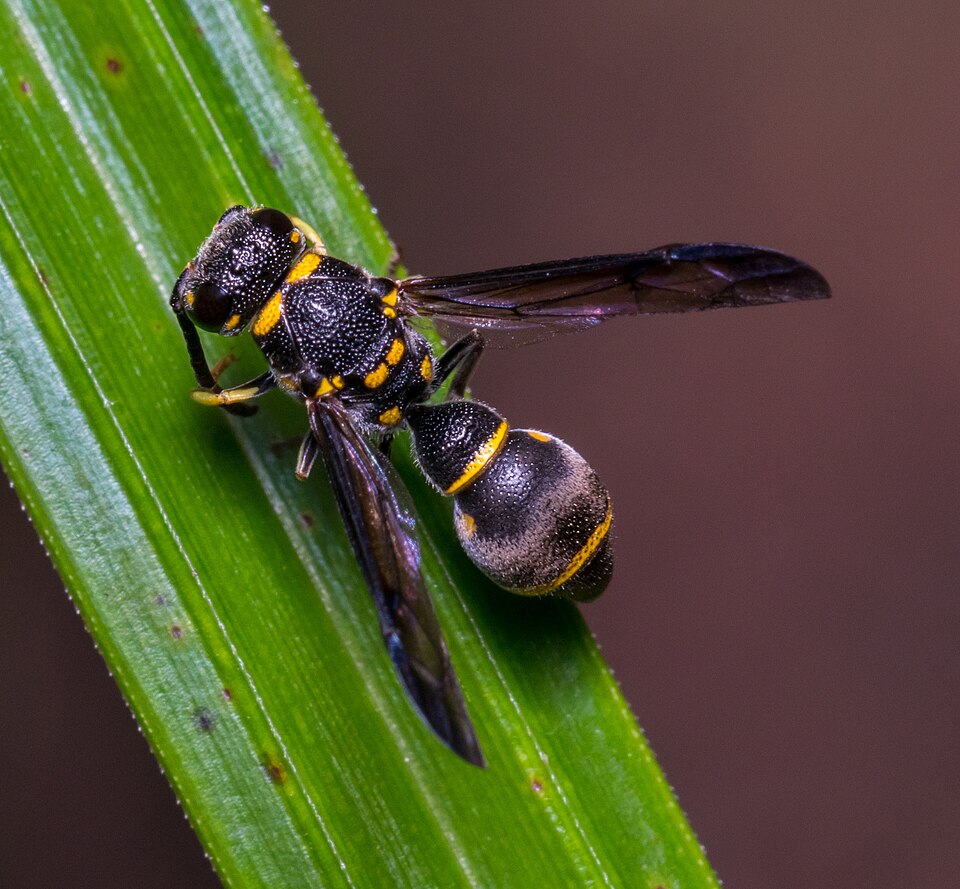 Fayl:Apodynerus formosensis 92972600.jpg