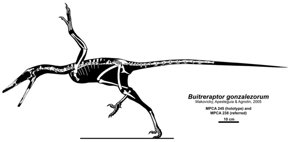 Fayl:Buitreraptor gonzalezorum.jpg