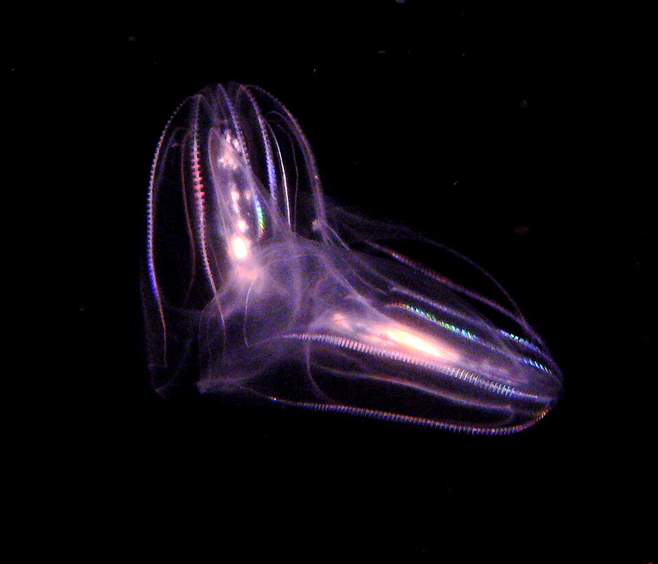 Fayl:Comb jellies-mba.jpg