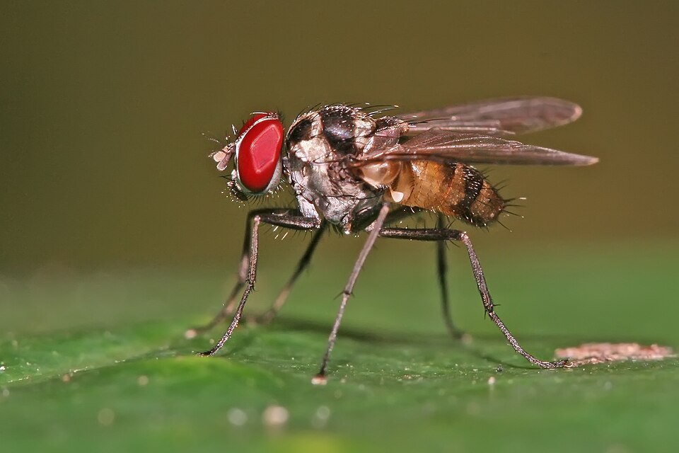 Fayl:Limnophora sp.jpg
