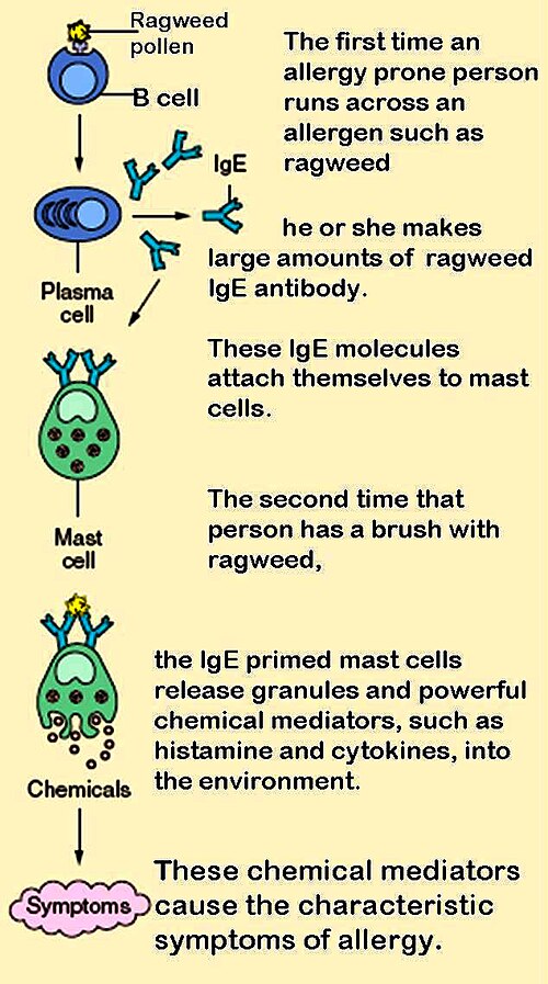 Fayl:Mast cells.jpg