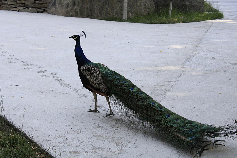 Fayl:Peafowl from behind.jpg