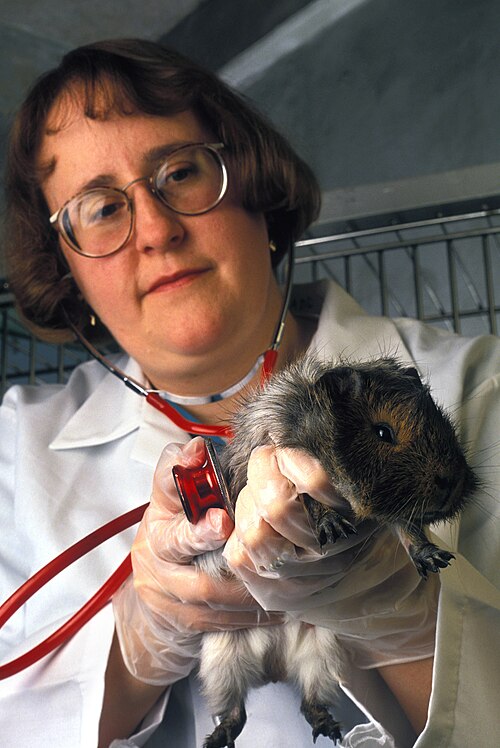 Fayl:USDA-ARS Guinea Pig.jpg
