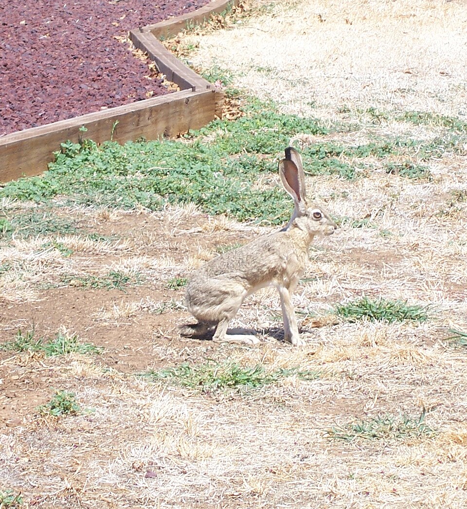 Fayl:AntelopeJackrabbitAug06.jpg