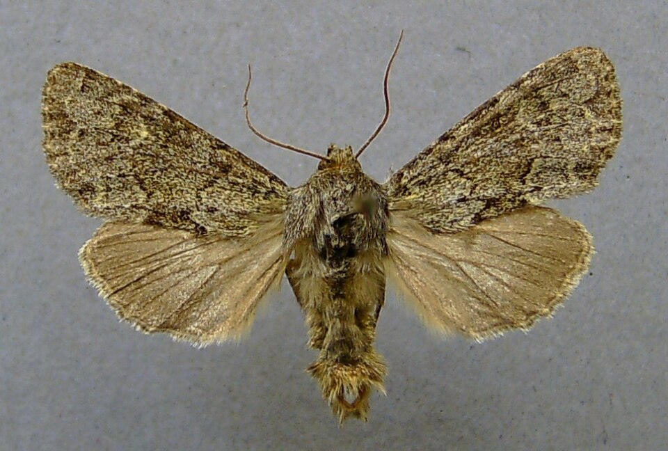 Fayl:Apamea zeta.jpg
