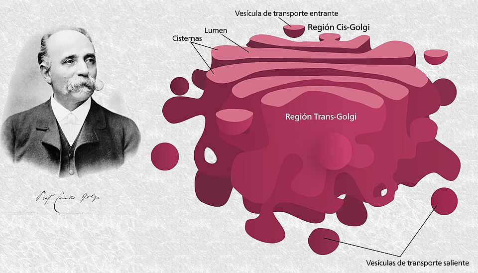 Fayl:Aparato-Golgi.jpg