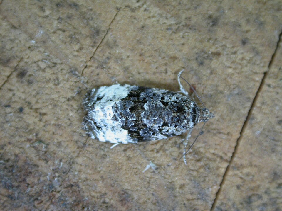 Fayl:Apotomis sororculana.jpg