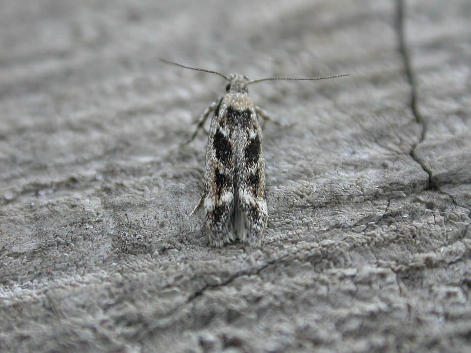 Fayl:Caryocolum fischerella.jpg