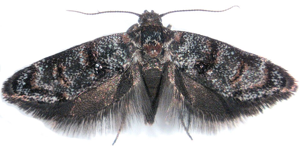 Fayl:Corocosma memorabilis.jpg