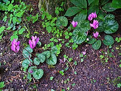 Two plants in a garden in Karlsruhe, Germany