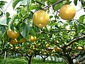 Nashi noki (Pyrus pyrifolia) Osiyo mamlakatlariga xosdir.