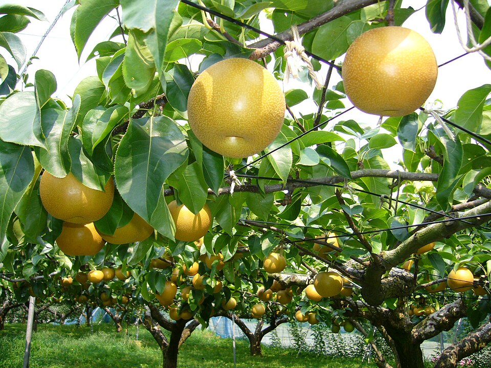 Fayl:Pear-tree,katori-city,japan.JPG