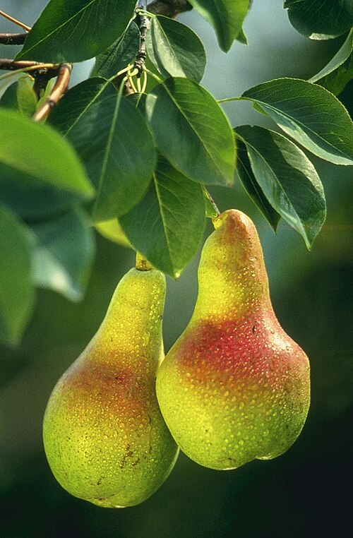 Fayl:Pears.jpg