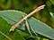 Stenoptilia