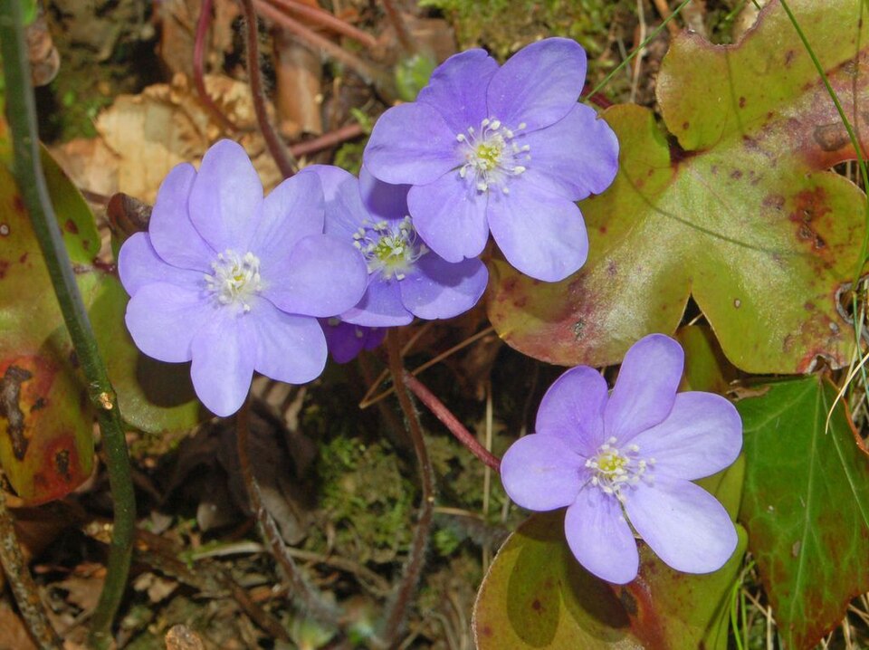 Fayl:Ranuncolaceae - Anemone hepatica.JPG