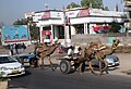 Camel taxi