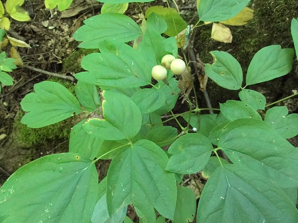 Fayl:Caulophyllum thalictroides SCA-03872.jpg
