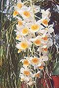 Dendrobium Chet's Choice (Dendrobium densiflorum × farmeri), Densiflorum (sin. Callista) bo'limiga tegishli gibrid.
