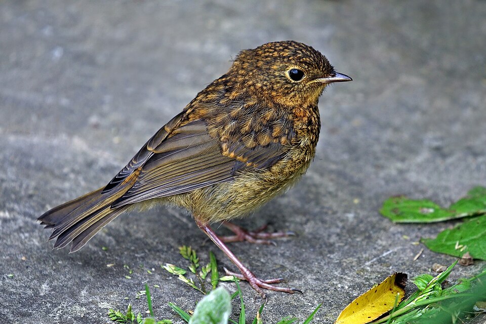 Fayl:European robin (Erithacus rubecula) juvenile.jpg