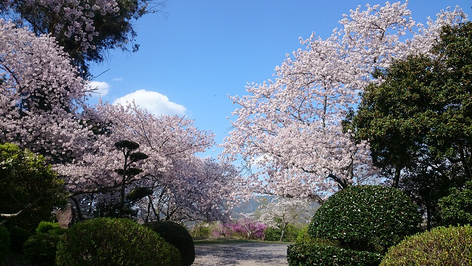 Fayl:SAKURA 2017 Sugimura park Hashimoto.jpg