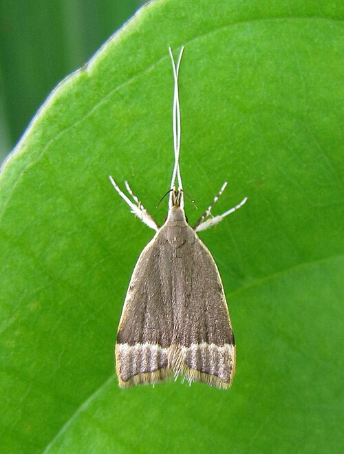 Fayl:Sarisophora tenella.jpg