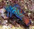 Synchiropus splendidus