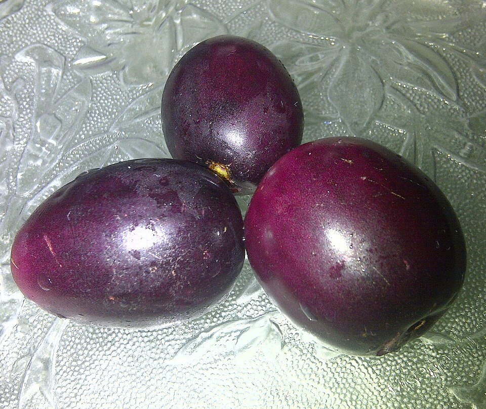 Fayl:Syzygium cumini.jpg