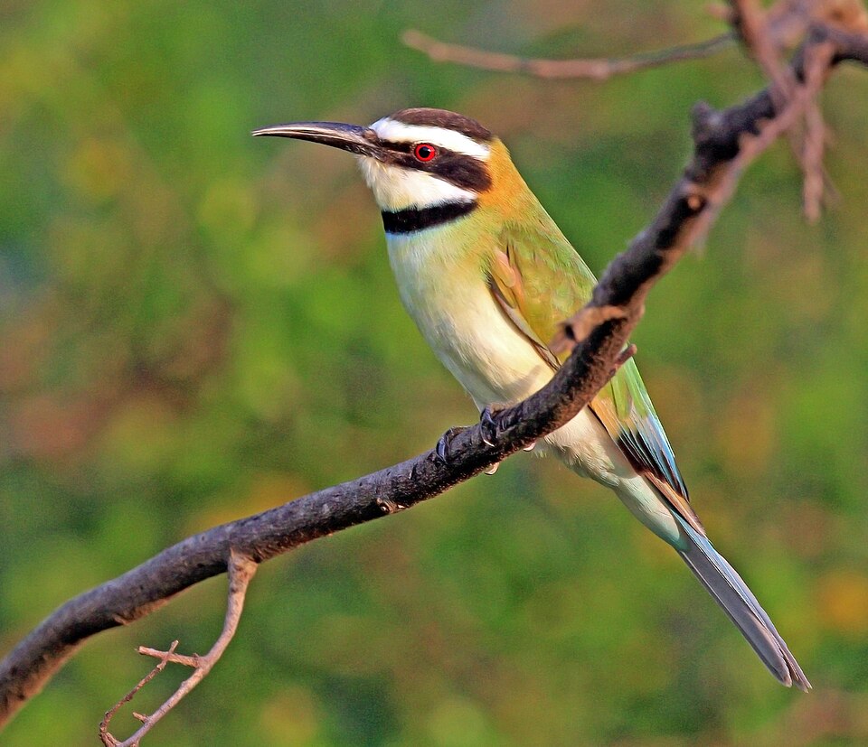 Fayl:White-throated bee-eater (Merops albicollis) female.jpg
