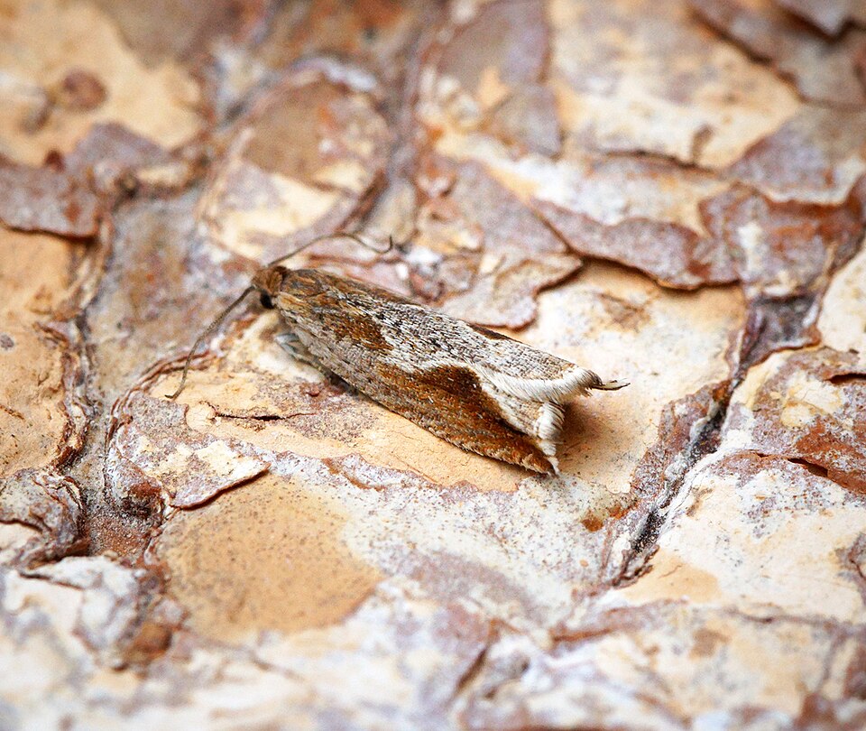 Fayl:-1119a- Ancylis diminutana (41978803714).jpg